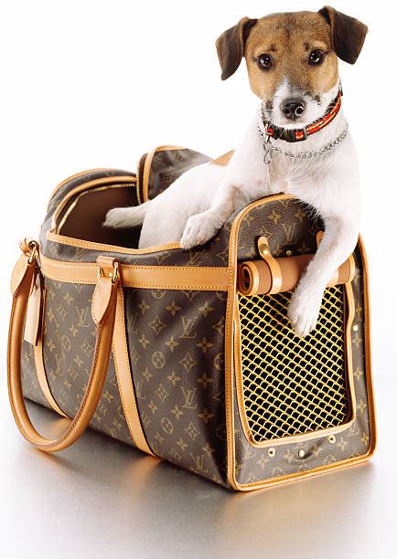 chien louis vuitton|Pour Animaux de Compagnie .